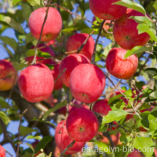 Fruta roja china de la manzana para la venta